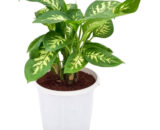 Dieffenbachia (Dumb Cane)