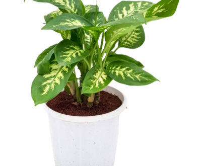 Dieffenbachia (Dumb Cane)