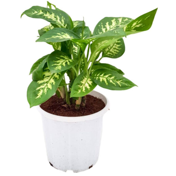 Dieffenbachia (Dumb Cane)