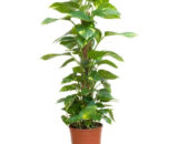 Money Plant (with stick)