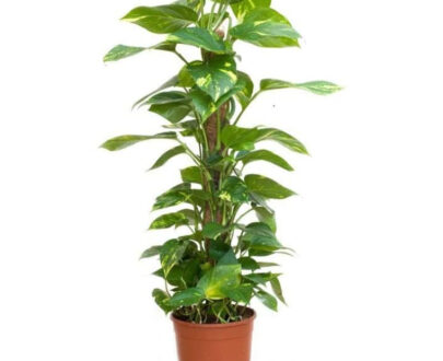 Money Plant (with stick)