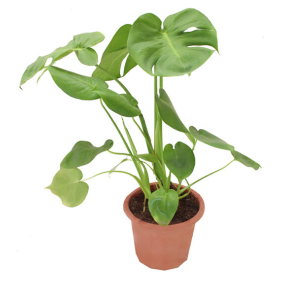 Monstera (Small)