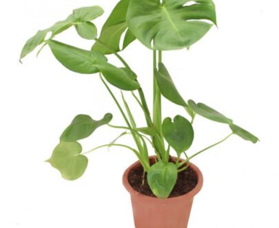 Monstera (medium)