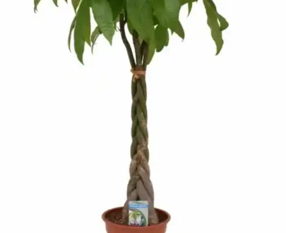 Pachira Aquatica, Money Tree, twisted trunk