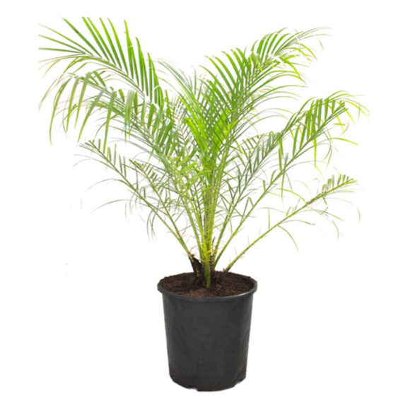 Phoenix roebelenii Palm