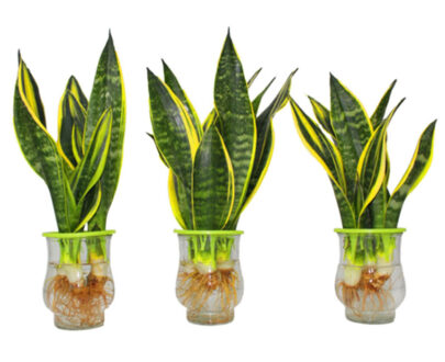 Sansevieria (snake plant) Water Plant