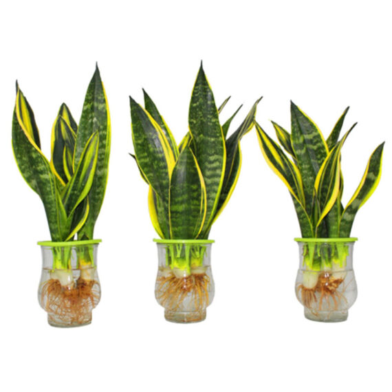 Sansevieria (snake plant) Water Plant