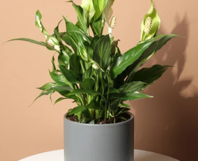 Peace Lily