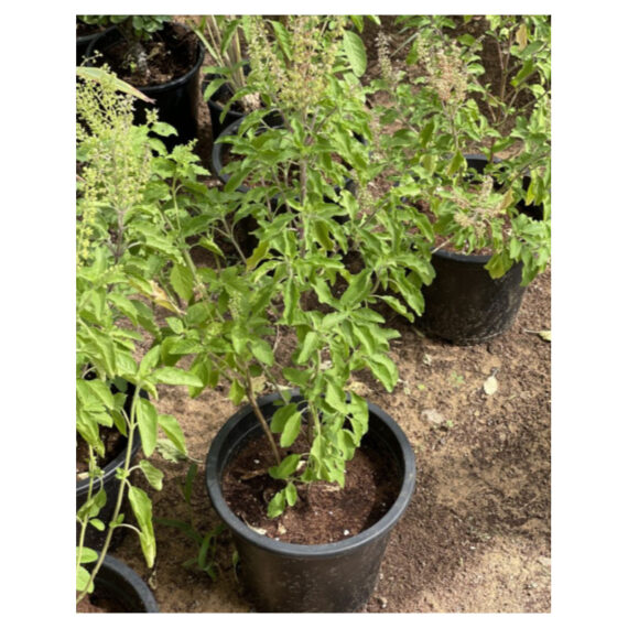 Tulsi plant / Ocimum tenuiflorum / Holy Basil