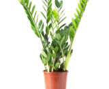 Zamia