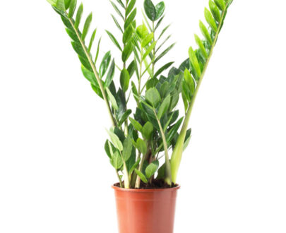 Zamia